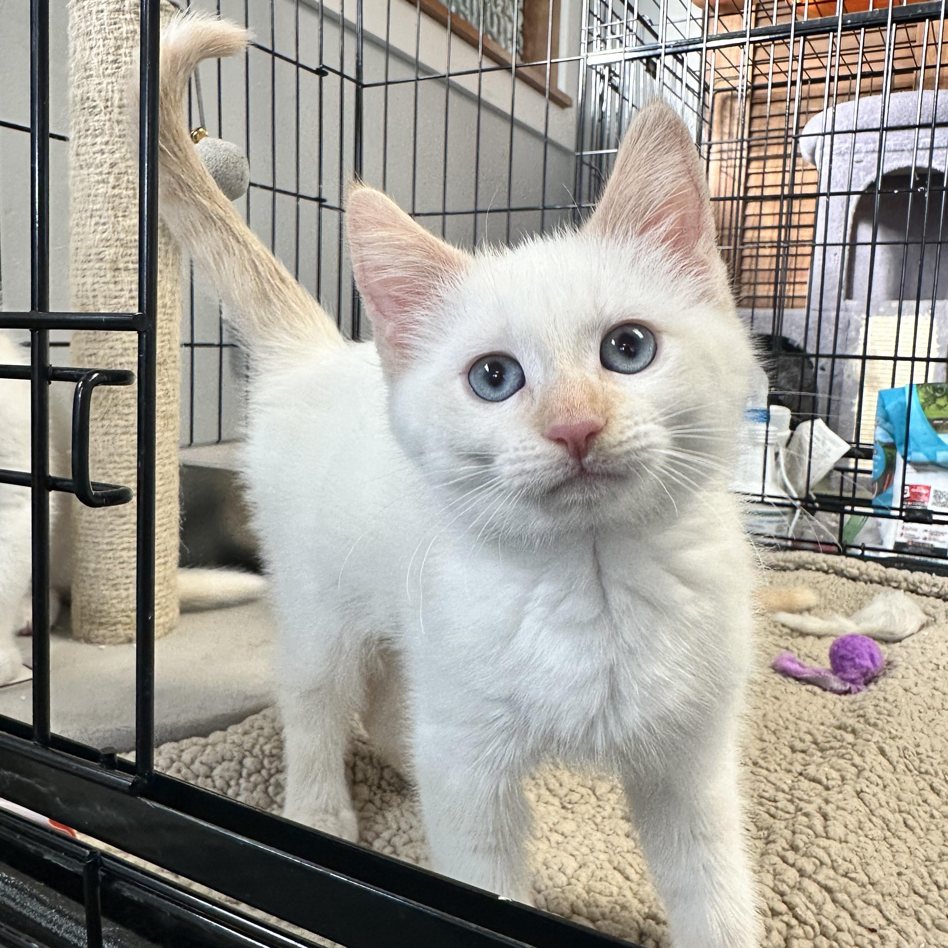 Whitney - (AB), adopted, Kitten Female Domestic Medium Hair.