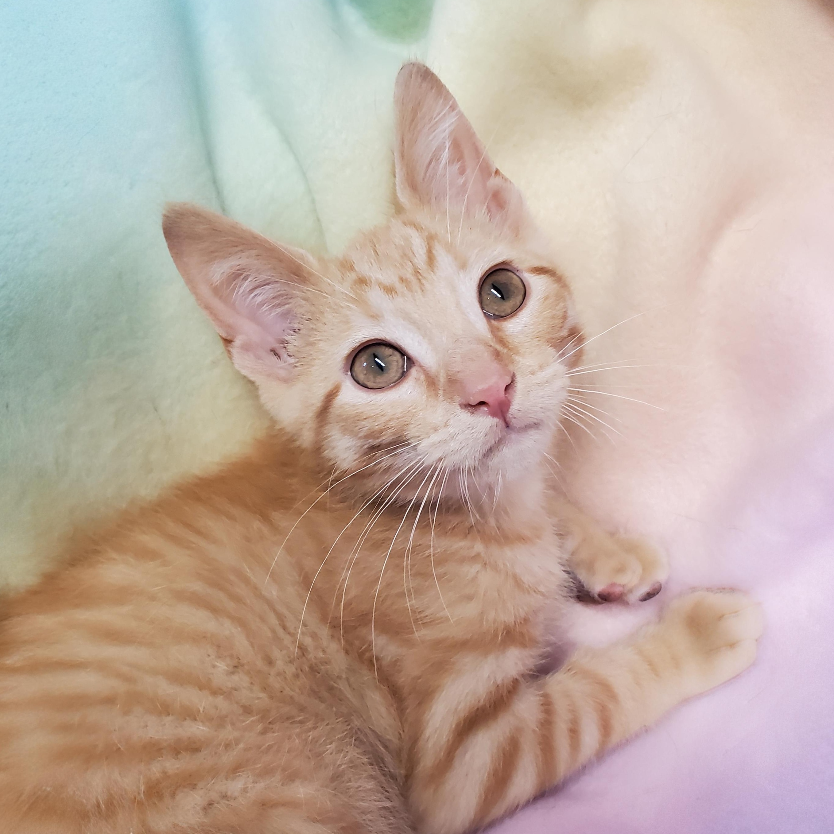 Nutterbutter, Adoptable, Kitten Male Domestic Short Hair.