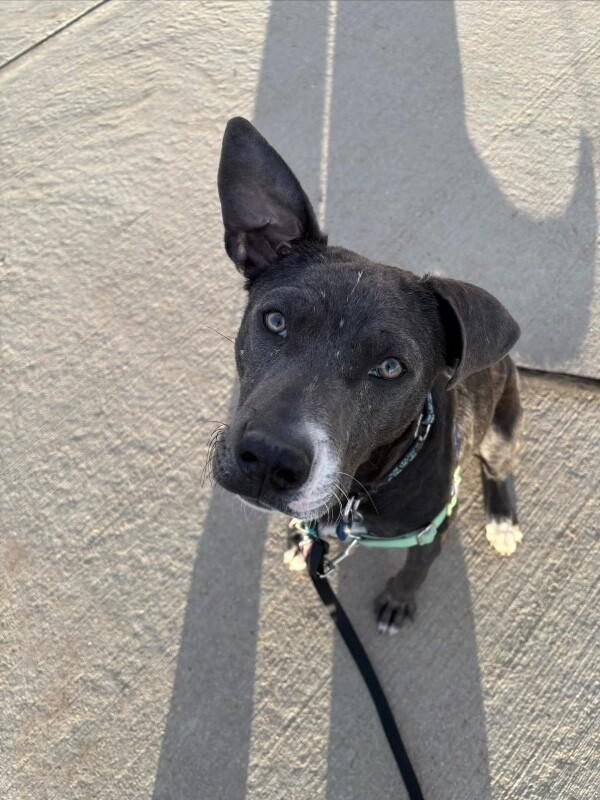 Peep, Adoptable, Young Female Pit Bull Terrier & Mixed Breed.