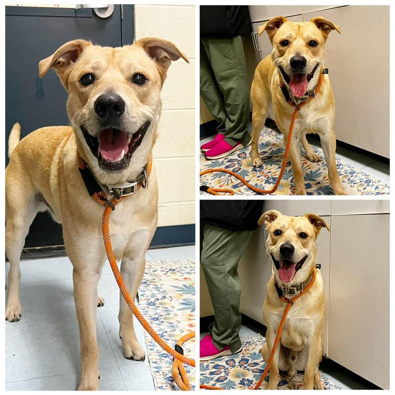 Enlarge Angus, a ADOPTABLE mixed breed in Dublin, VA image 1/1