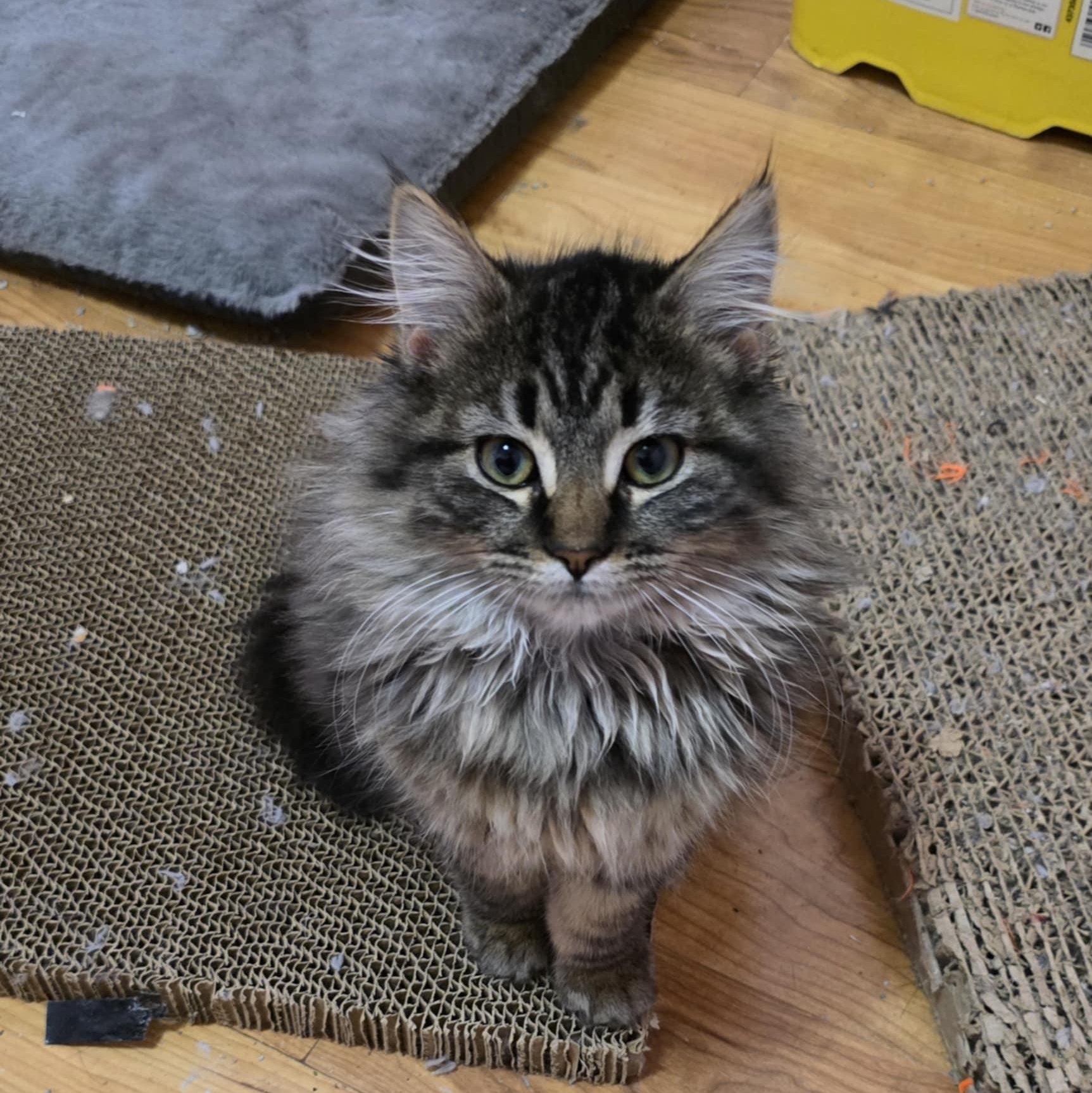 Enlarge Sally, an adopted Domestic Long Hair in Owatonna, MN image 5/5