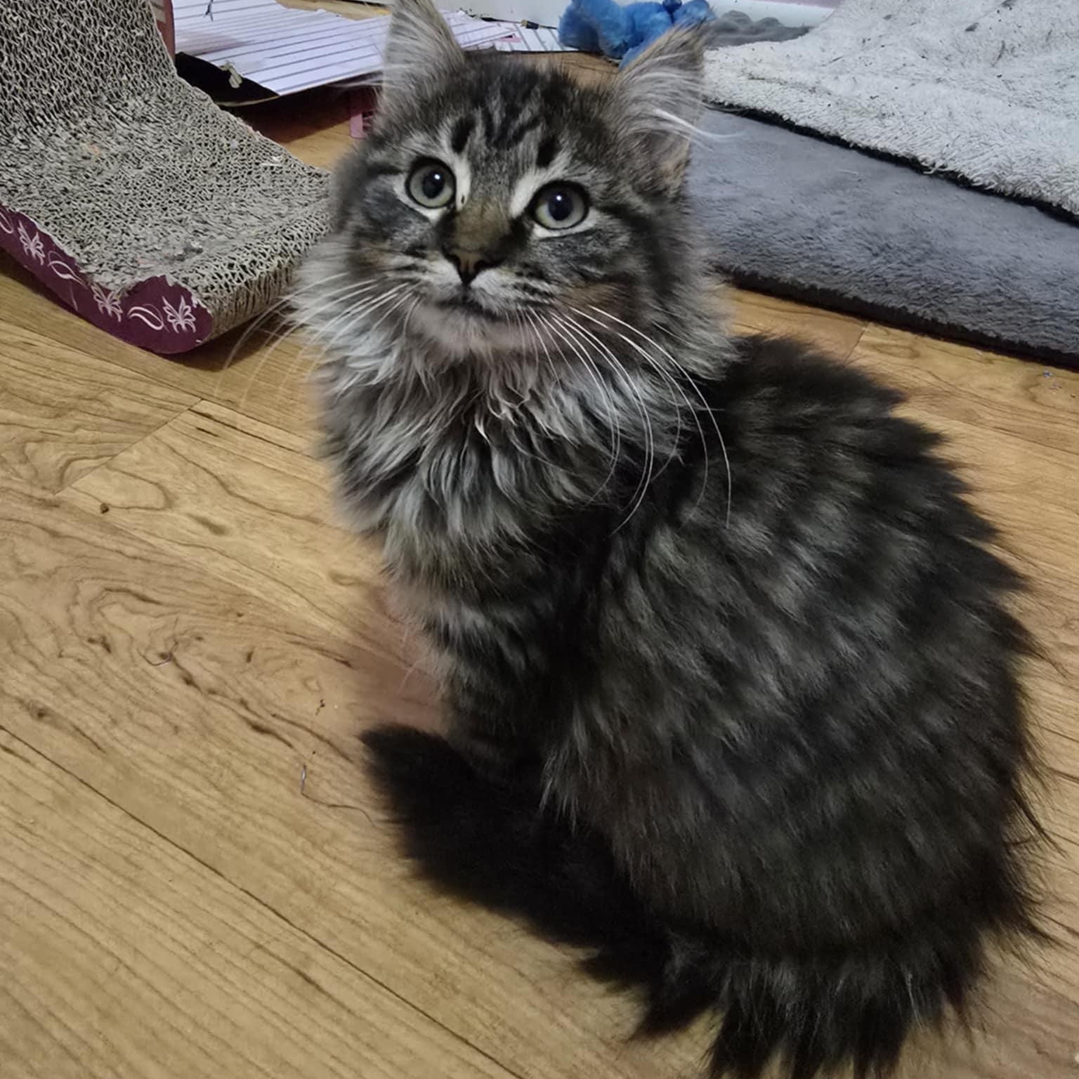Enlarge Sally, an adopted Domestic Long Hair in Owatonna, MN image 1/5