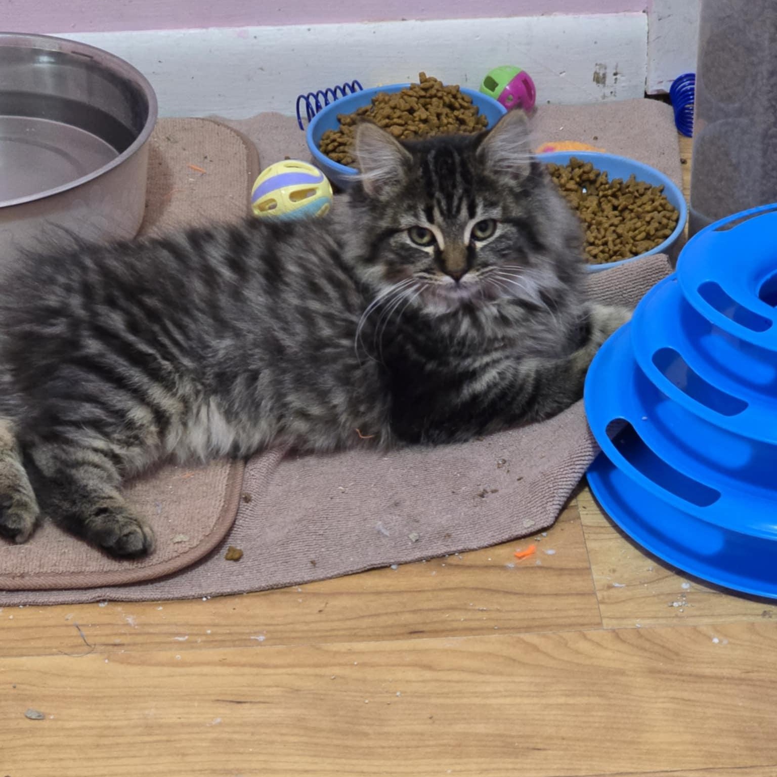 Enlarge Sally, an adopted Domestic Long Hair in Owatonna, MN image 4/5