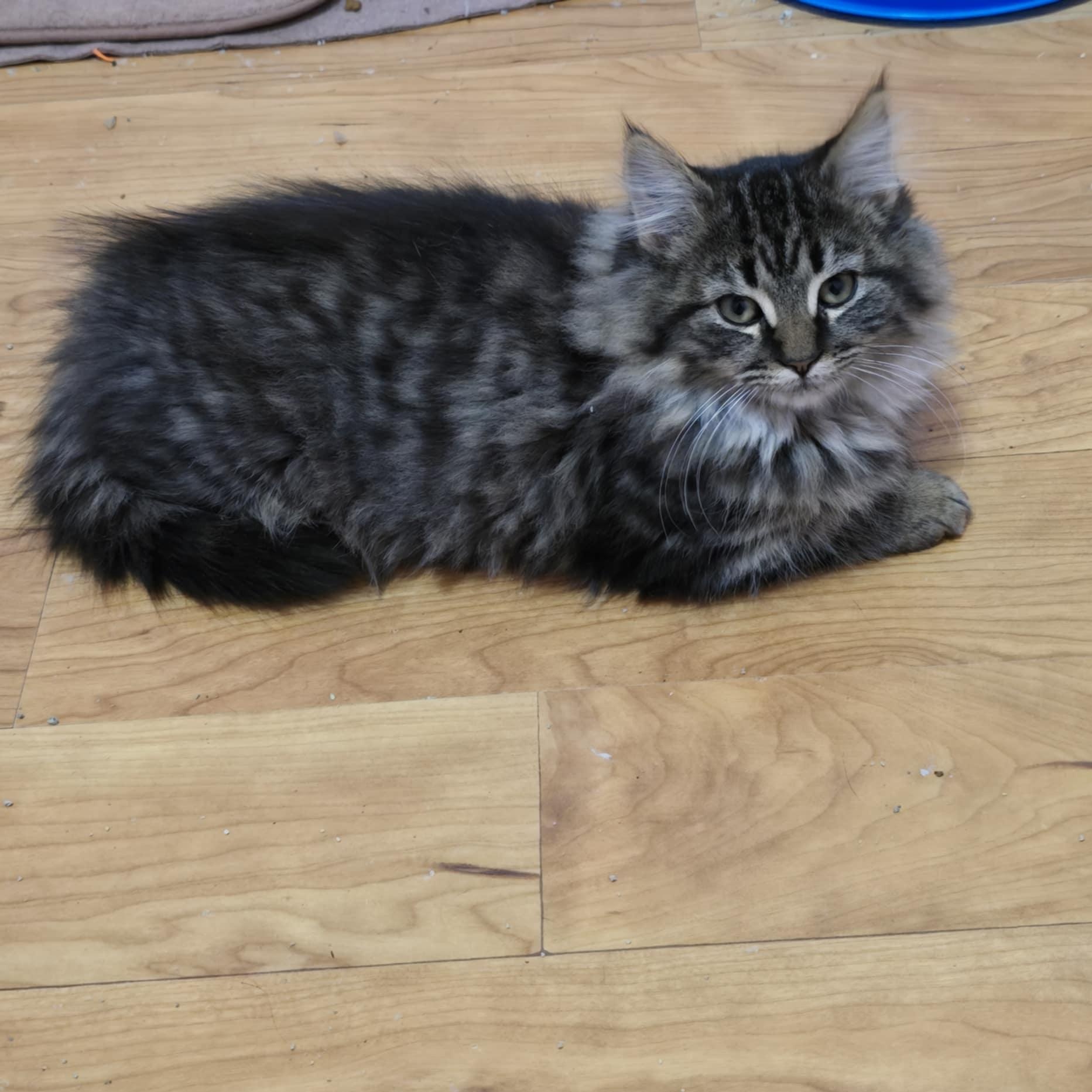 Enlarge Sally, an adopted Domestic Long Hair in Owatonna, MN image 3/5