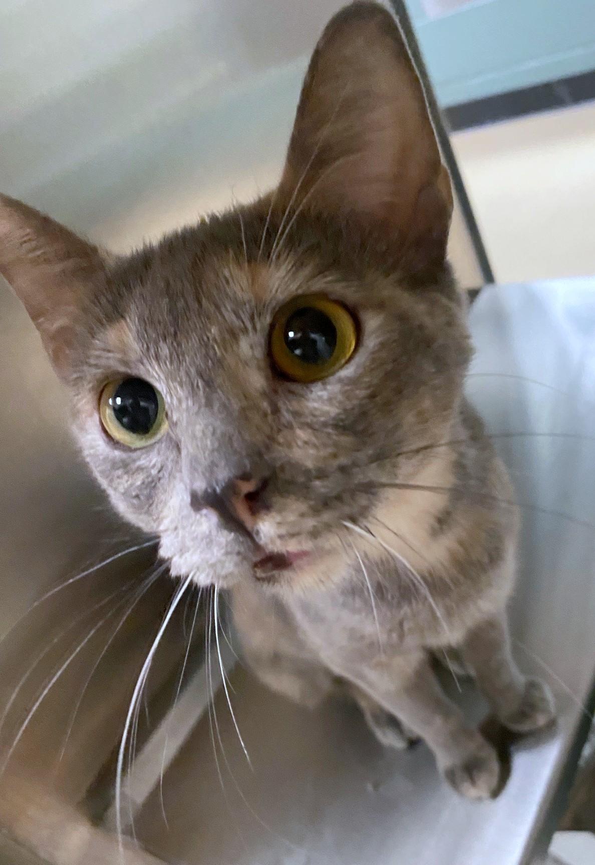 Cupcake A thumbnail 2