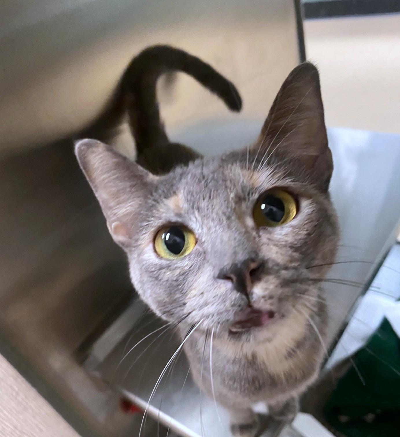 Cupcake A thumbnail 3