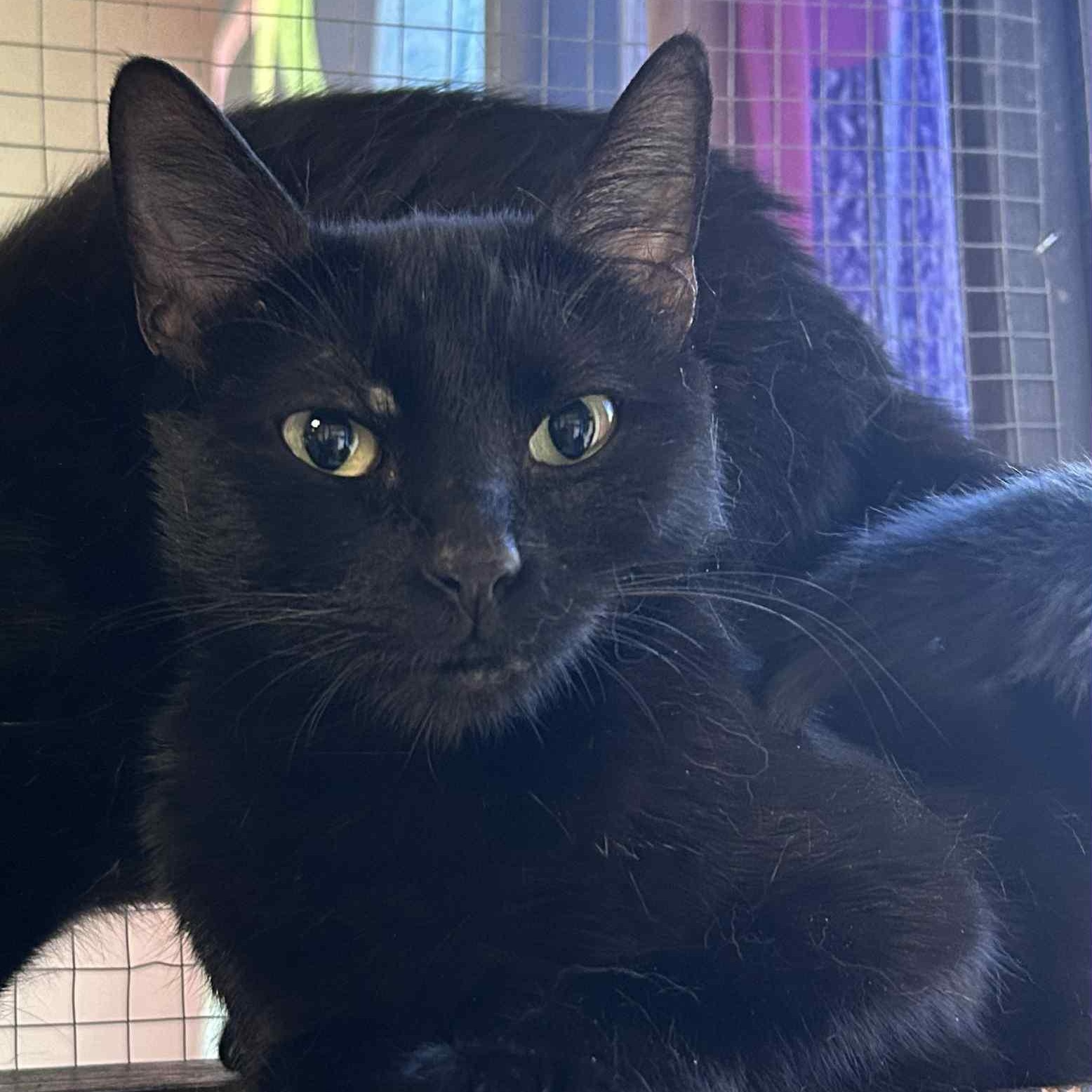 Jeniyah, Young Female Domestic Short Hair