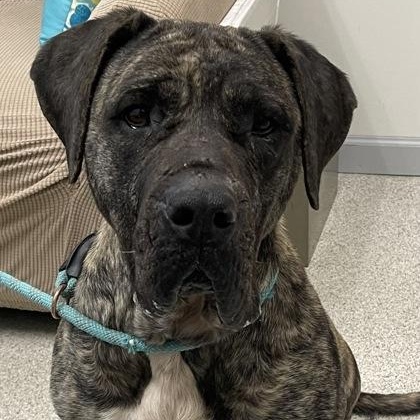 Cosima, an adoptable Mastiff Mix in Vienna, OH_image-1