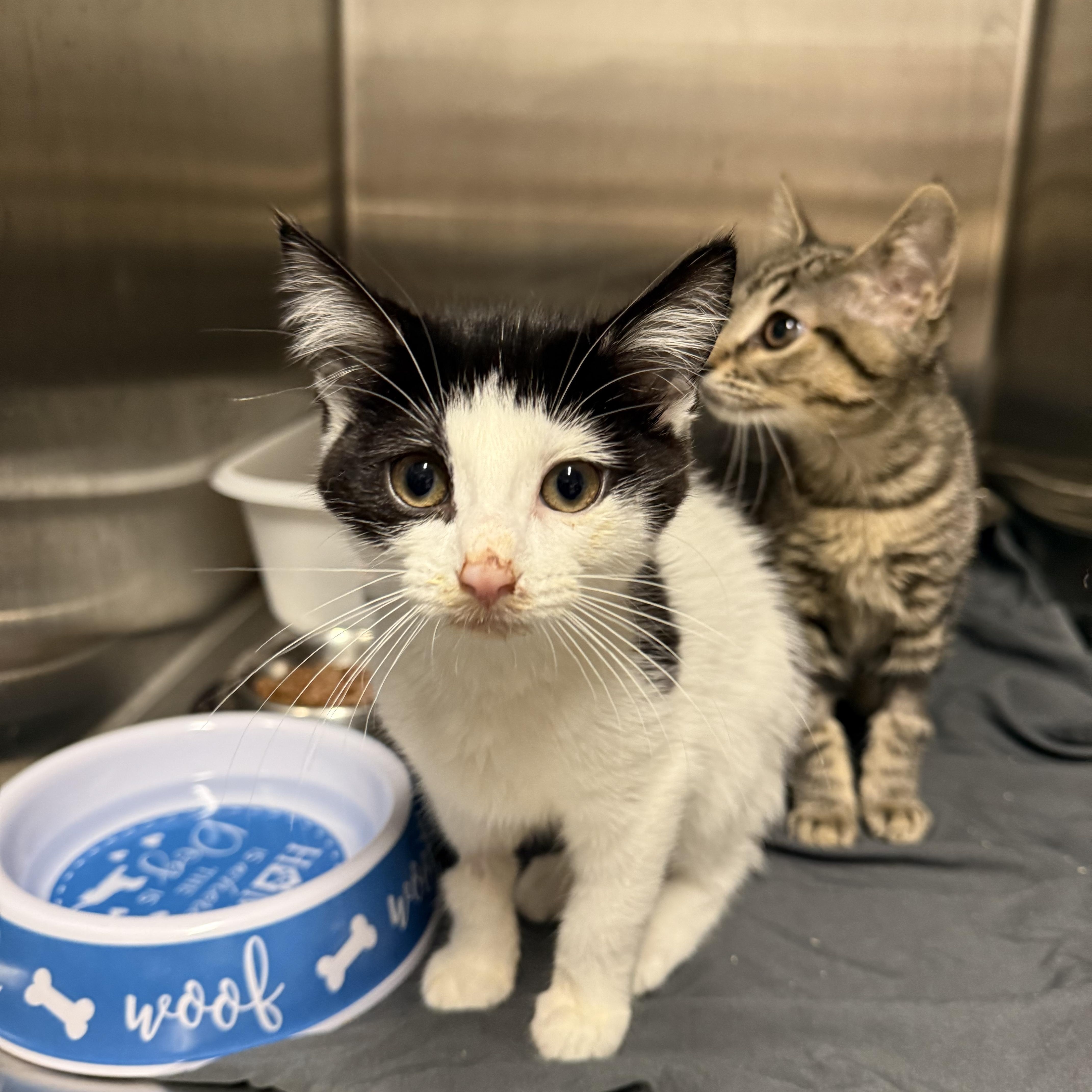 Enlarge Flora, an adopted Domestic Short Hair in Hendersonville, TN image 1/1