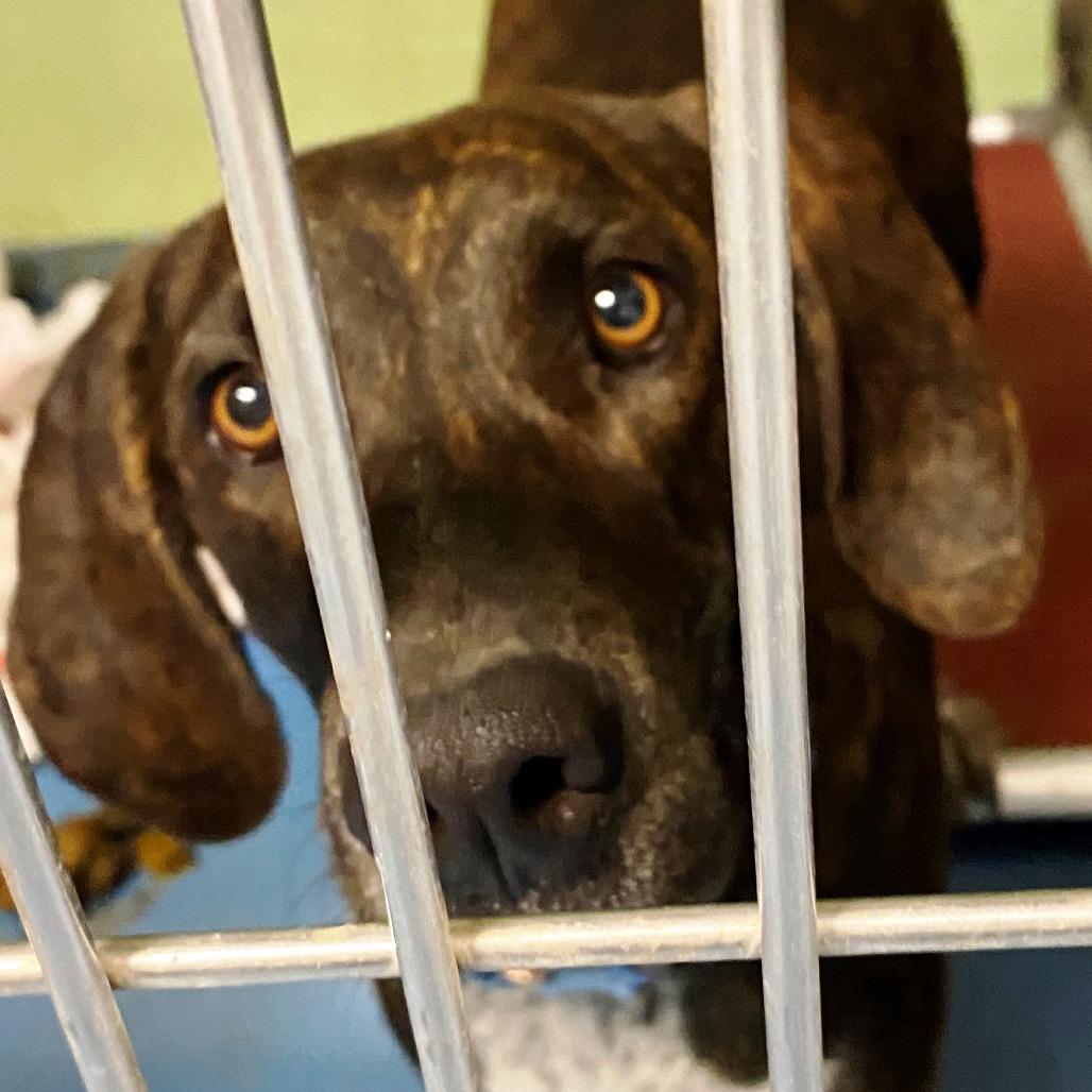 Arbo, Adoptable, Adult Female Hound.