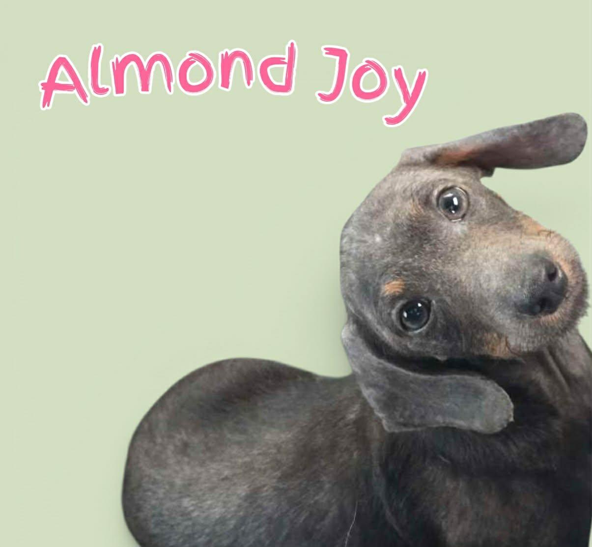 Almond Joy, ADOPTABLE, Young Male Mixed Breed.