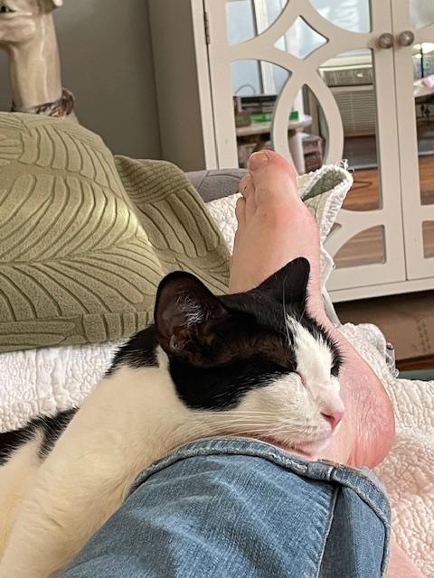 KINCAID, a Adoptable Domestic Short Hair in New York, NY image 1/6