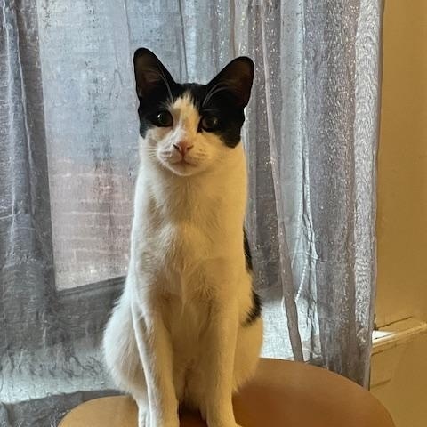 KINCAID, a Adoptable Domestic Short Hair in New York, NY image 3/6