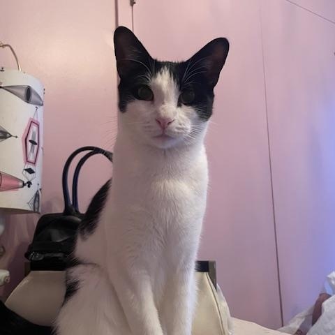 KINCAID, a Adoptable Domestic Short Hair in New York, NY image 2/6