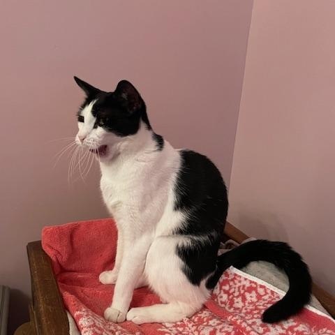 KINCAID, a Adoptable Domestic Short Hair in New York, NY image 6/6