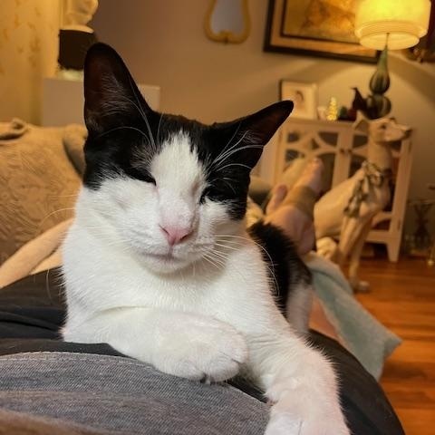 KINCAID, a Adoptable Domestic Short Hair in New York, NY image 5/6