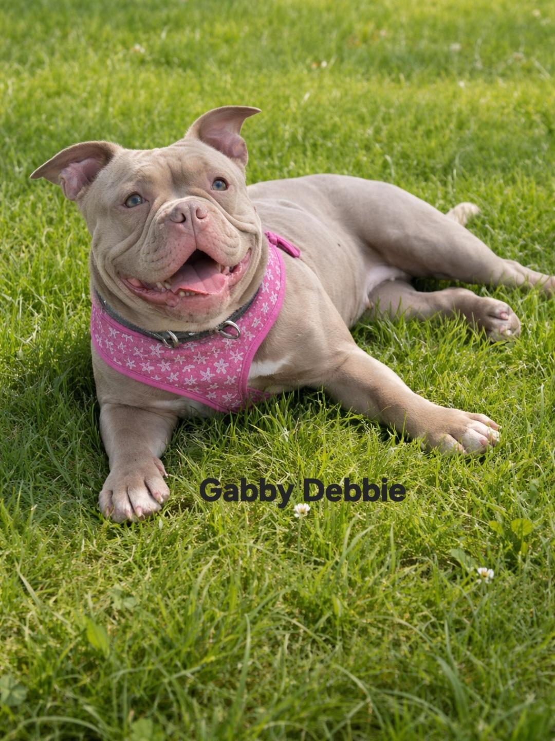 Gabby, ADOPTABLE, Young Female French Bulldog.