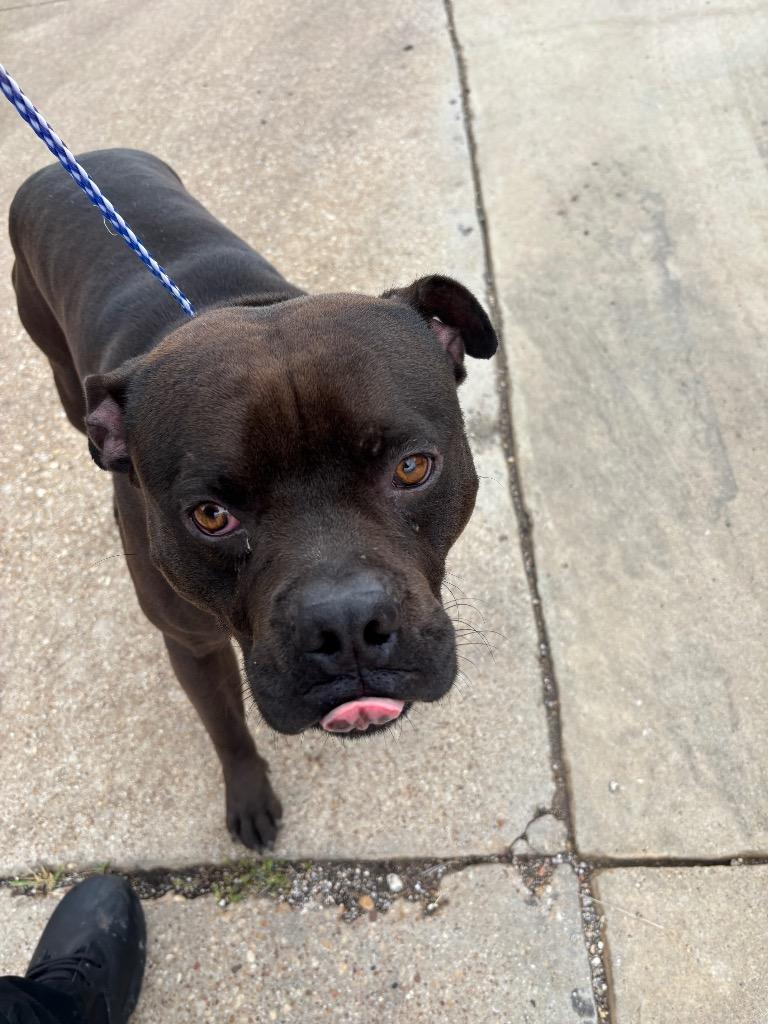 TWIG, Adoptable, Young Male Pit Bull Terrier.