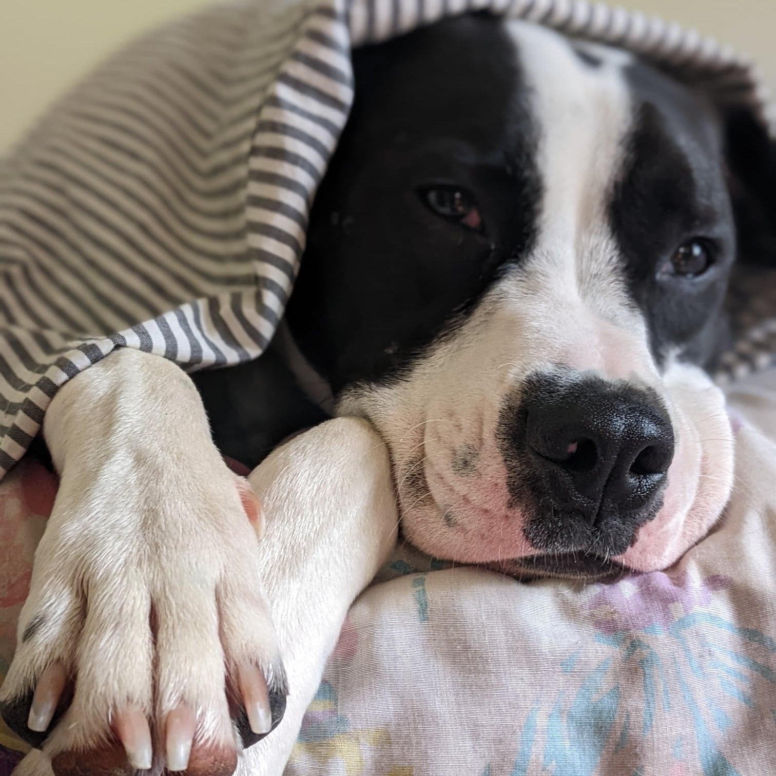 Emmett, a Adoptable Pit Bull Terrier in Grand Forks, ND image 4/4