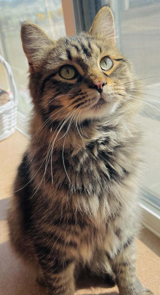 Enlarge Mario, a Adoptable mixed breed in Green River, WY image 2/6