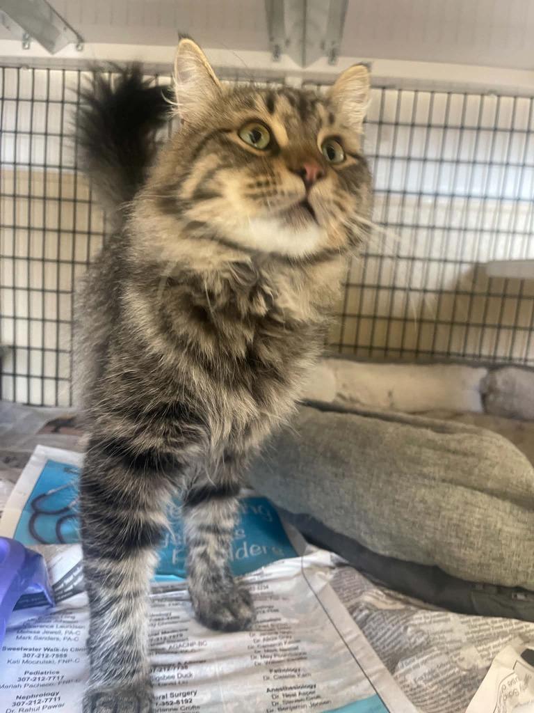 Enlarge Mario, a Adoptable mixed breed in Green River, WY image 5/6