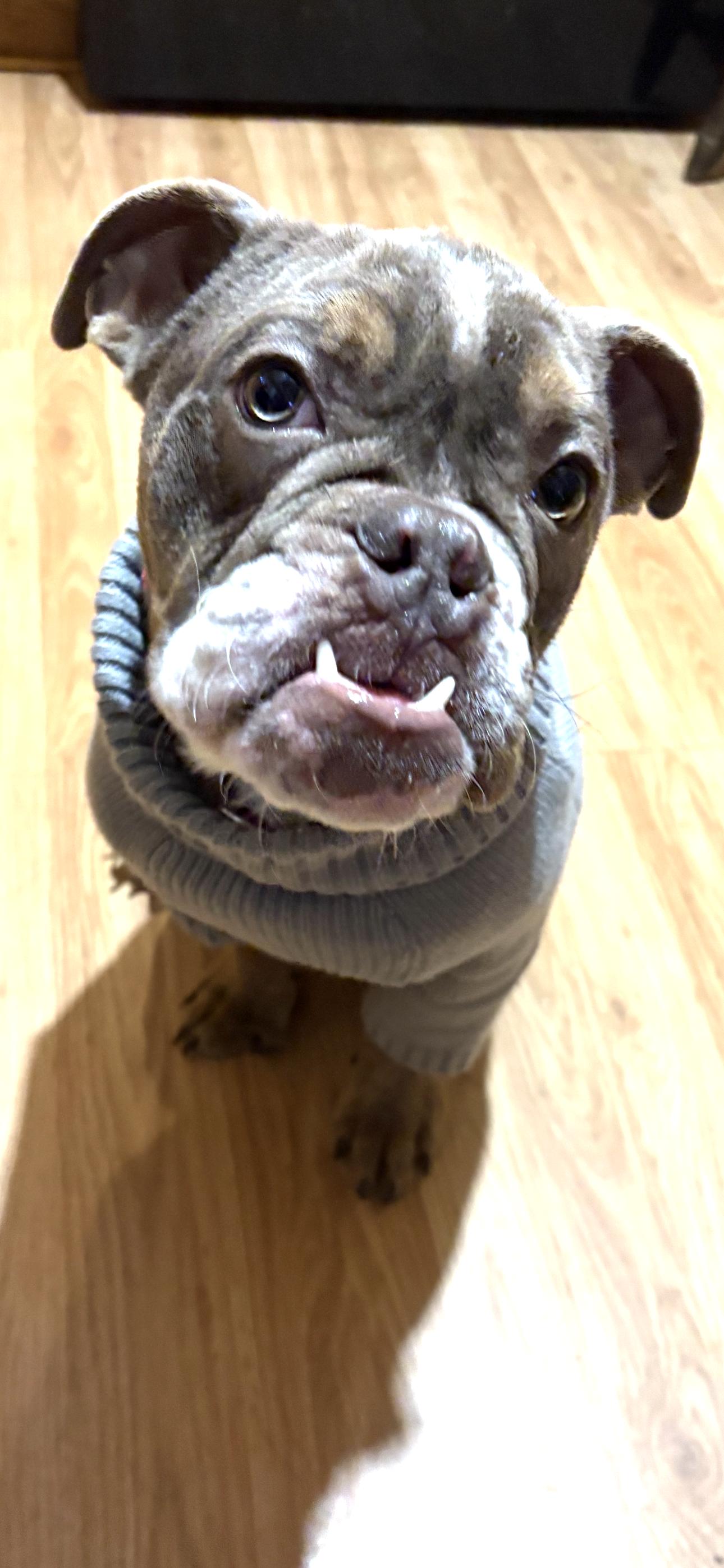 Enlarge Peanut (adorable puppy!), a Adopted mixed breed in Ithaca, NY image 2/4