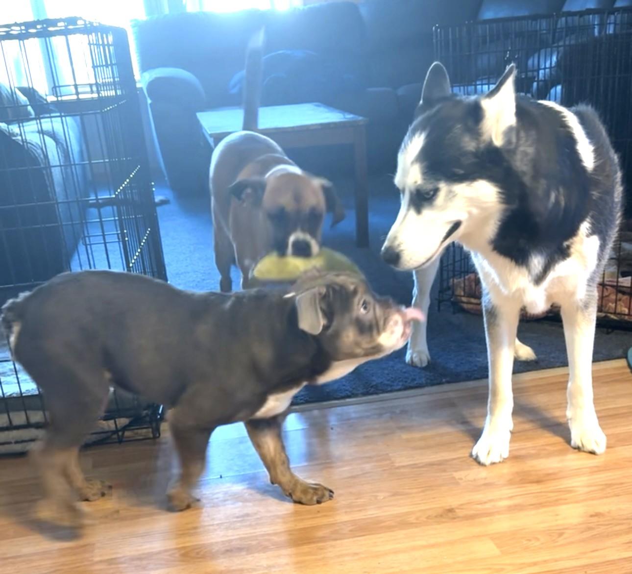 Enlarge Peanut (adorable puppy!), a Adopted mixed breed in Ithaca, NY image 3/4