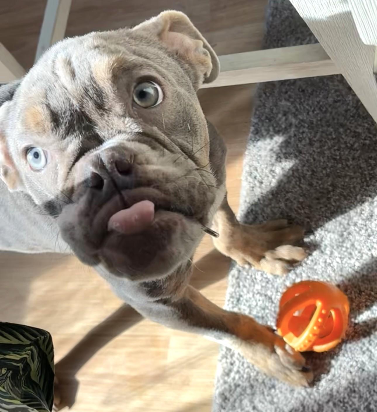 Enlarge Peanut (adorable puppy!), a Adopted mixed breed in Ithaca, NY image 4/4