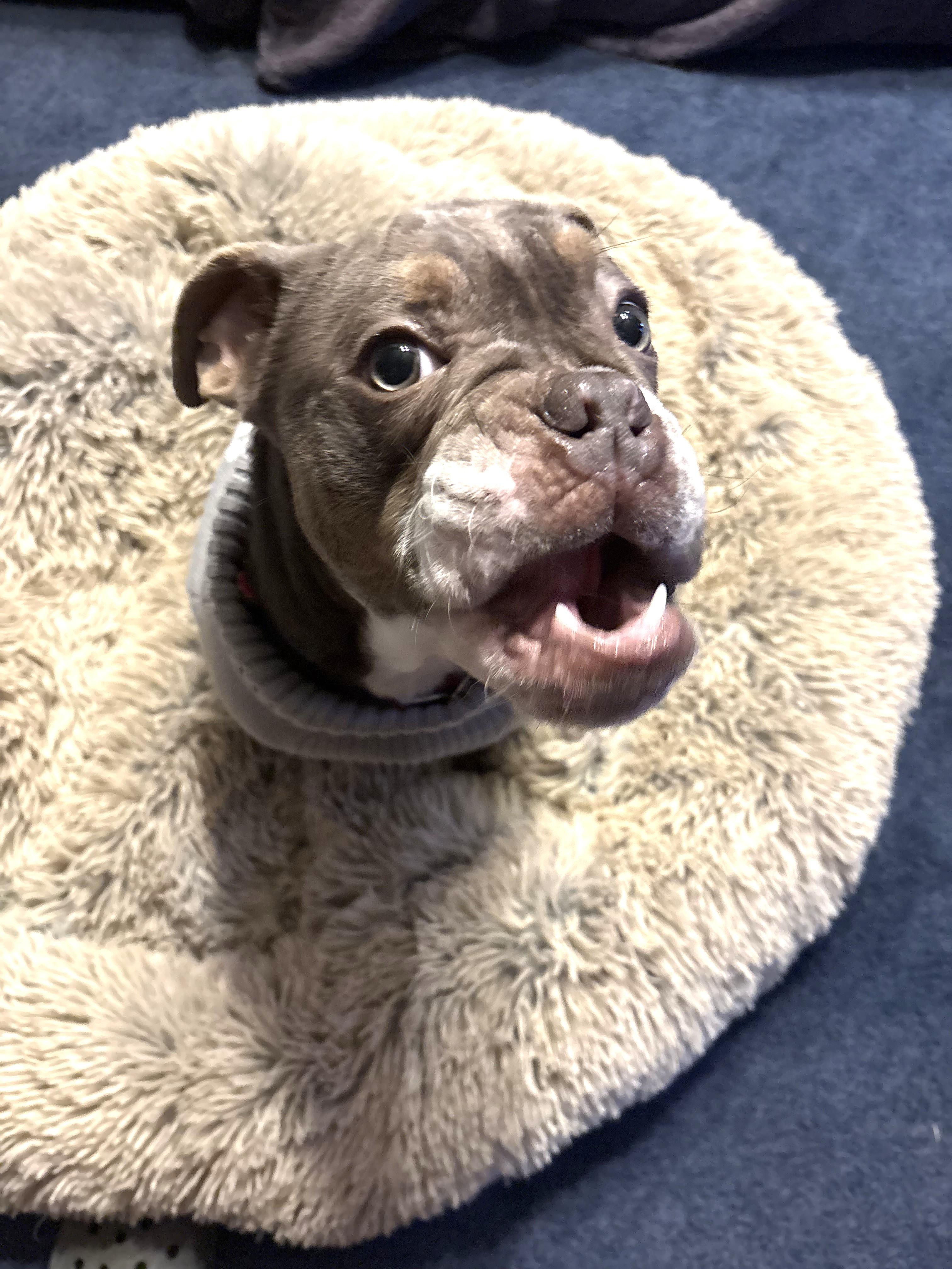 Enlarge Peanut (adorable puppy!), a Adopted mixed breed in Ithaca, NY image 1/4