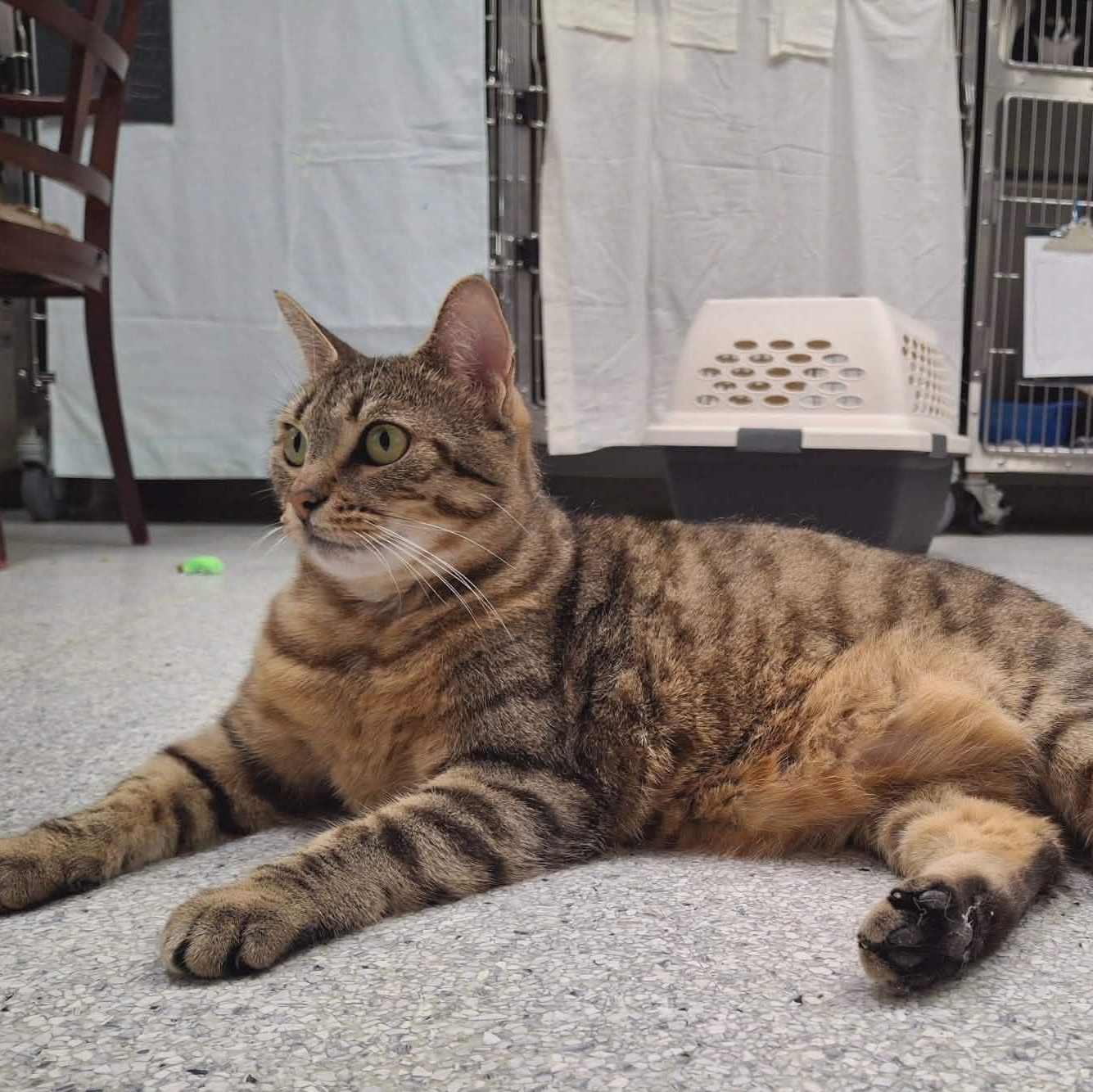Enlarge River, a Adoptable Domestic Short Hair in Medford, OR image 2/2