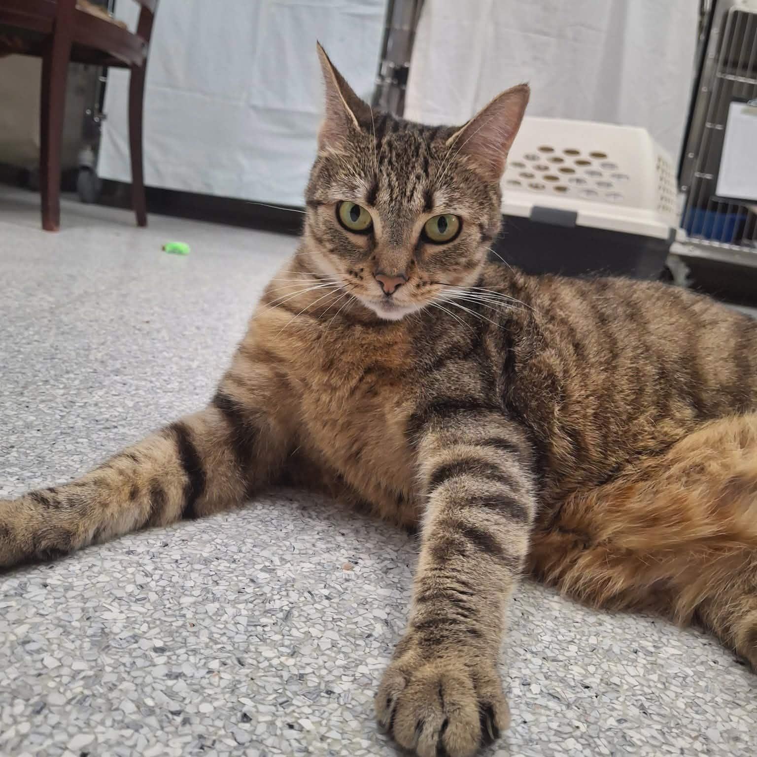 River, Adoptable, Adult Female Domestic Short Hair.