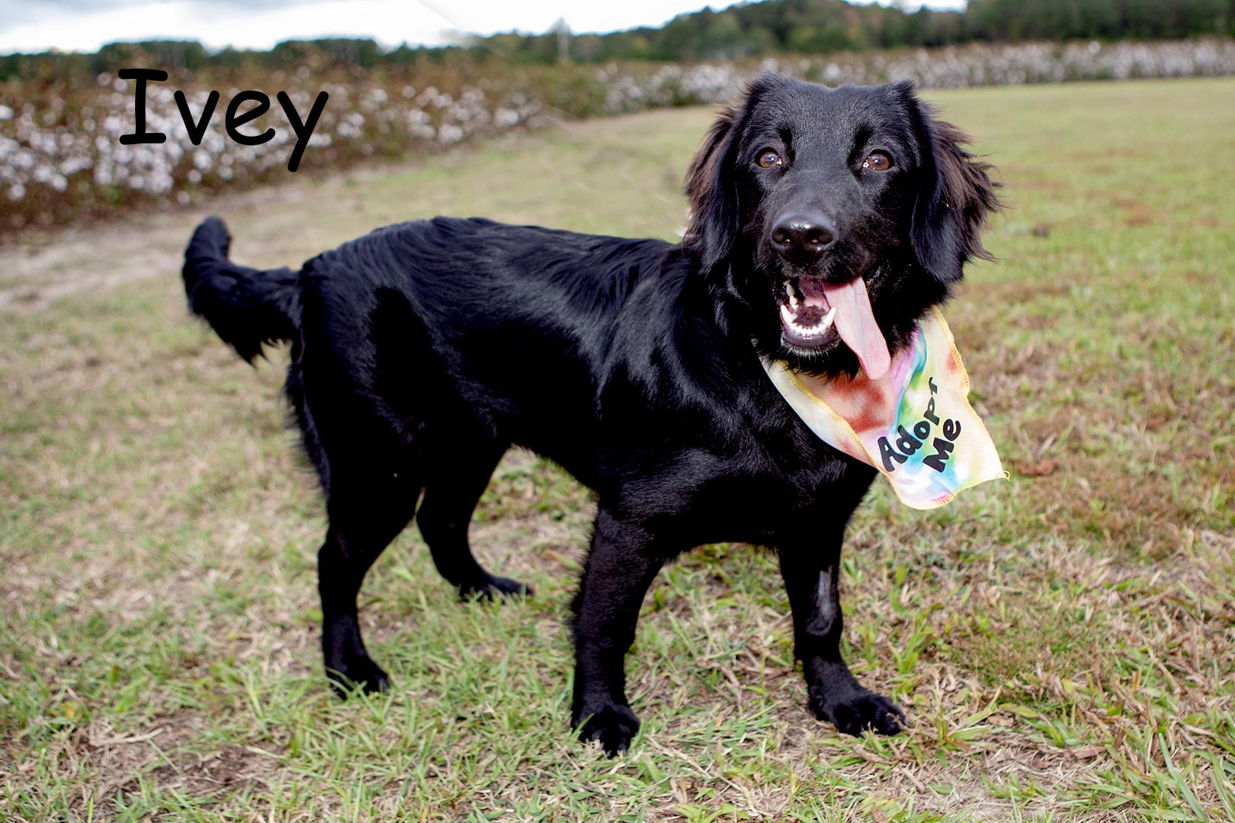 Ivy, a Adoptable mixed breed in Elloree, SC image 1/2