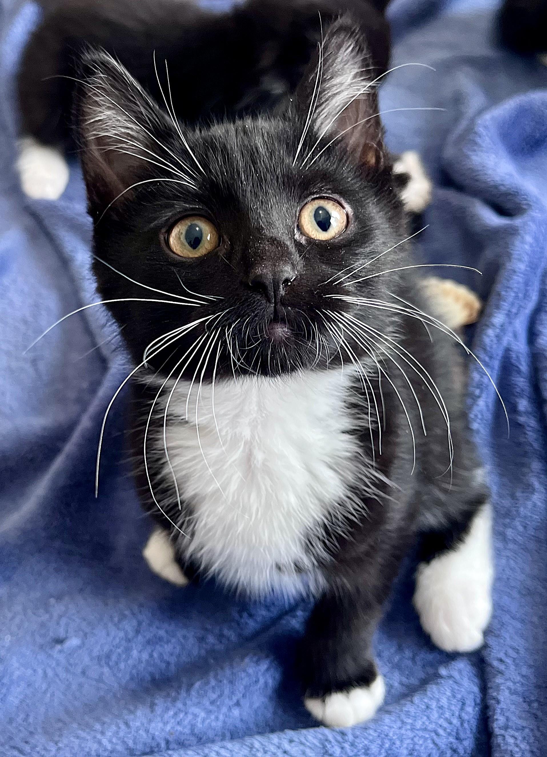 Skippy, ADOPTABLE, Kitten Male Domestic Short Hair.