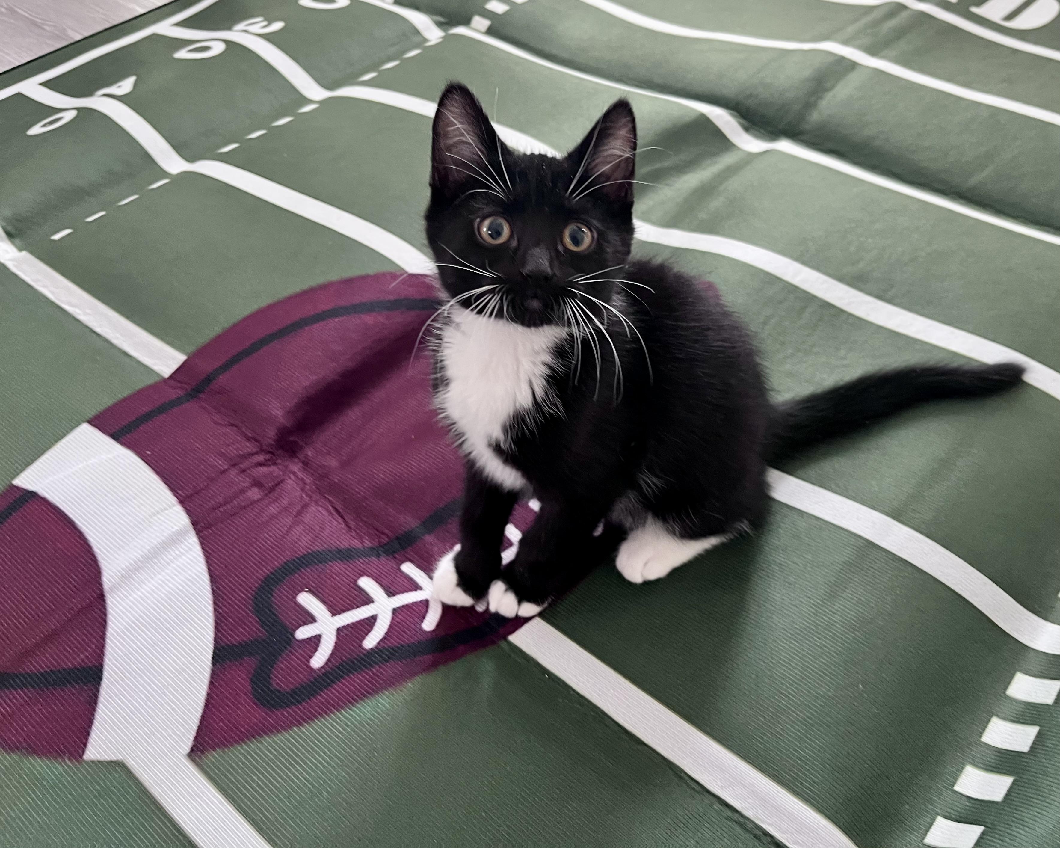 Enlarge Skippy, a ADOPTABLE mixed breed in Rocky Hill, CT image 3/4