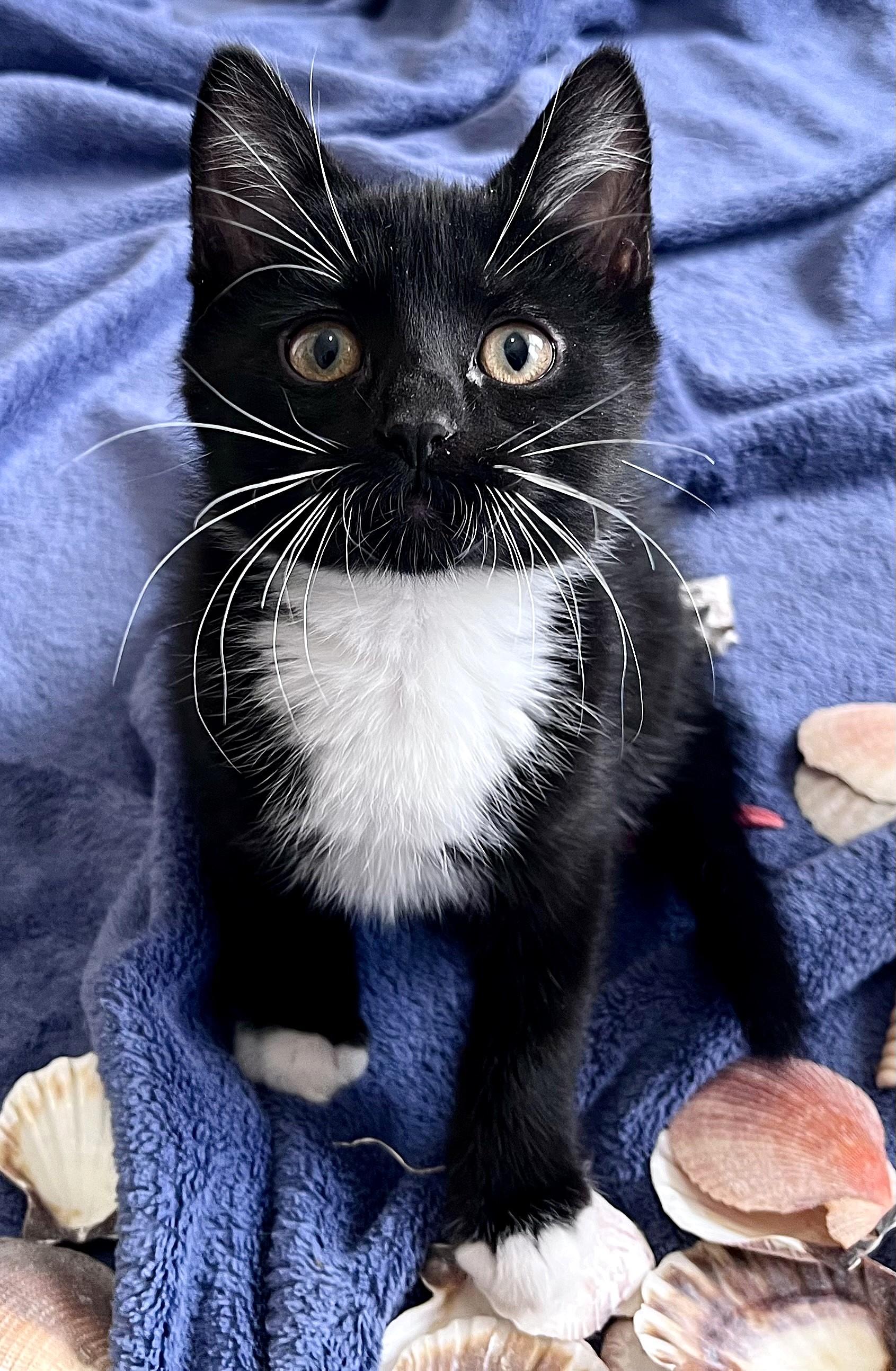 Enlarge Skippy, a ADOPTABLE mixed breed in Rocky Hill, CT image 2/4