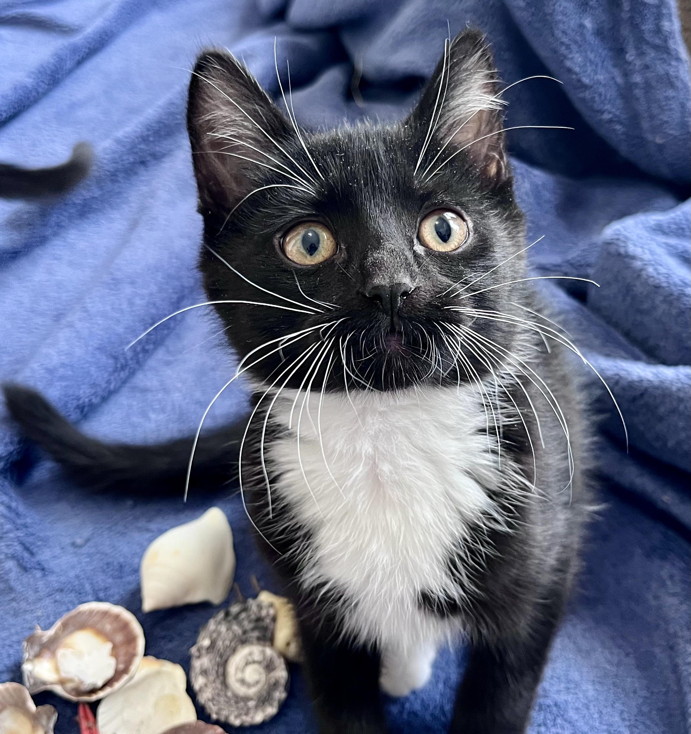 Enlarge Skippy, a ADOPTABLE mixed breed in Rocky Hill, CT image 4/4