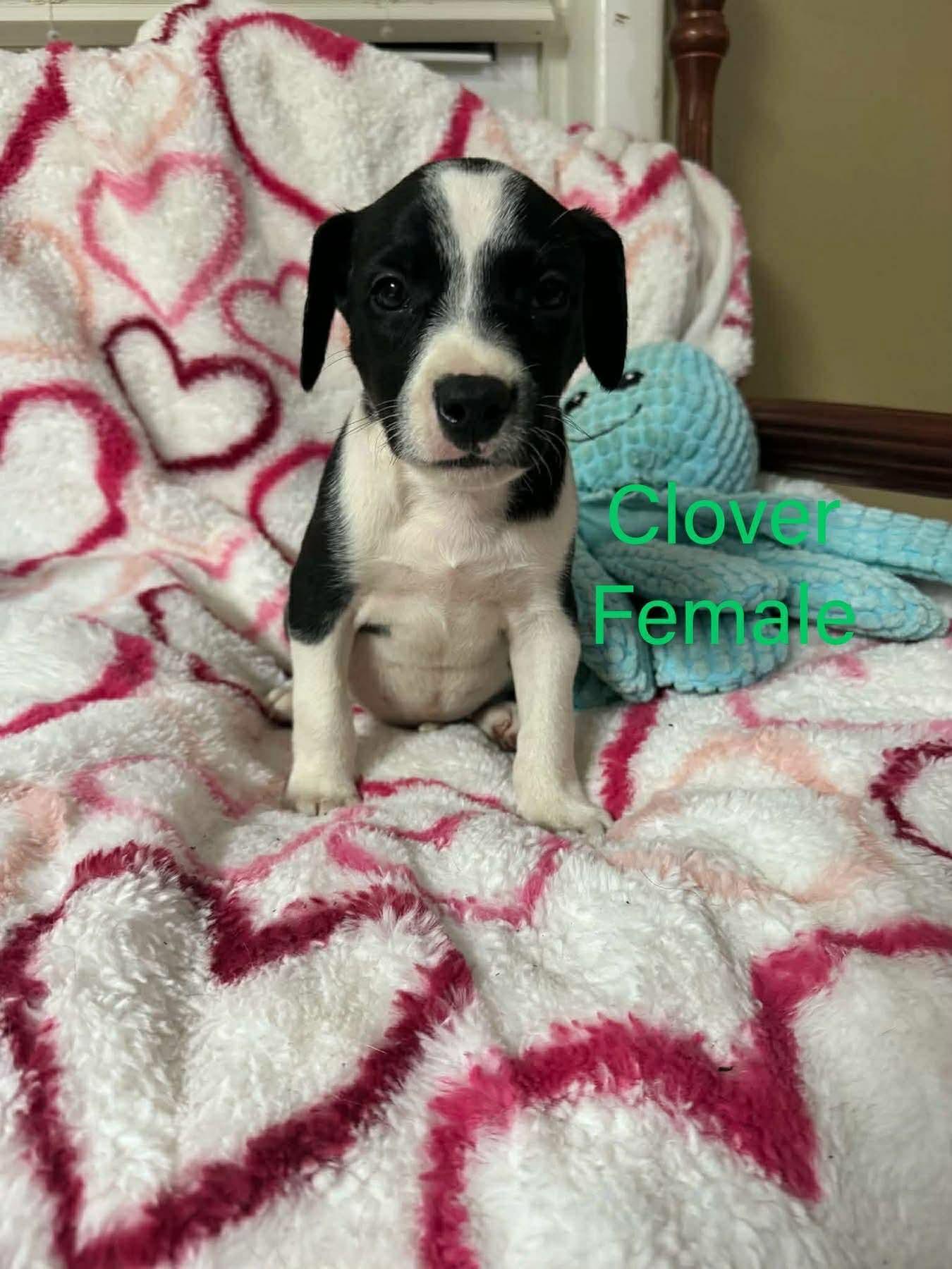 CLOVER, Adoptable, Young Female Labrador Retriever.