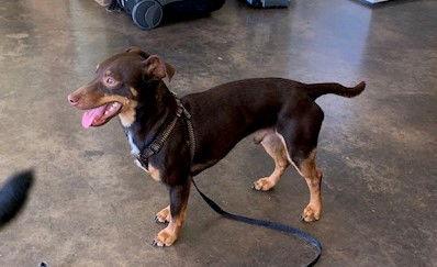 Brownie, Adoptable, Adult Male Italian Greyhound & Dachshund.