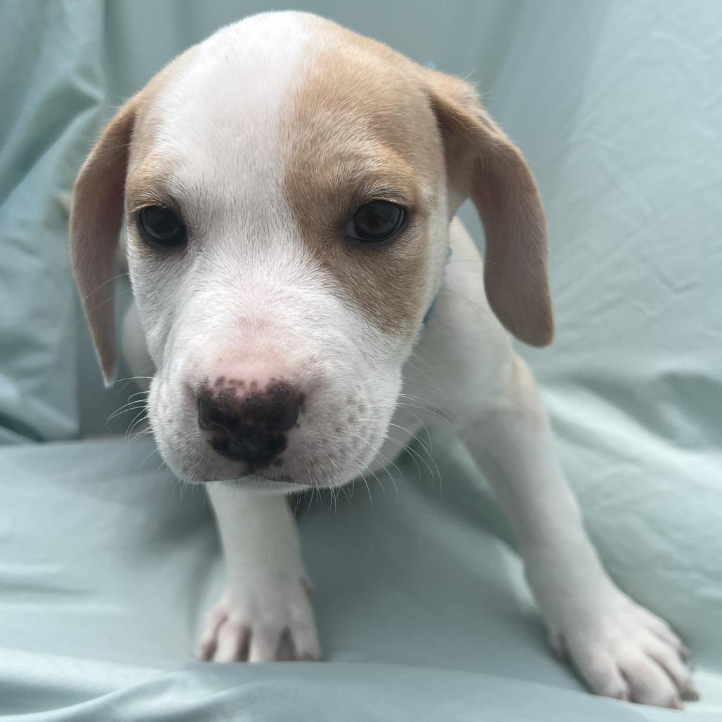 Julien, Adoptable, Puppy Female Mixed Breed.