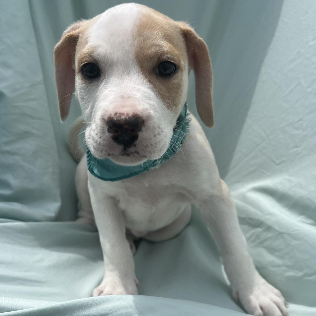 Julien, a Adoptable Mixed Breed in Canal Winchester, OH image 2/2