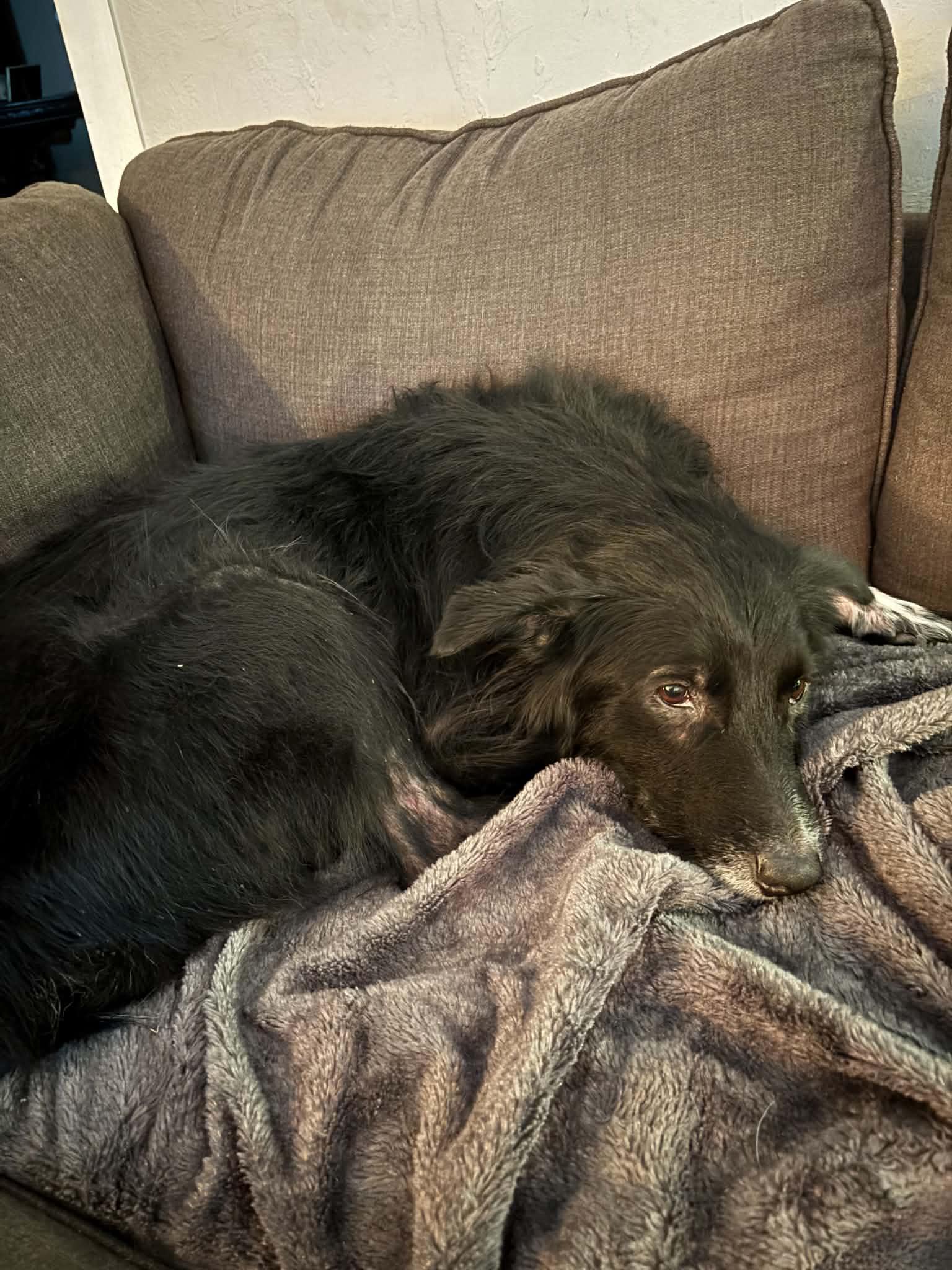 Astro, Adoptable, Senior Male Australian Shepherd.