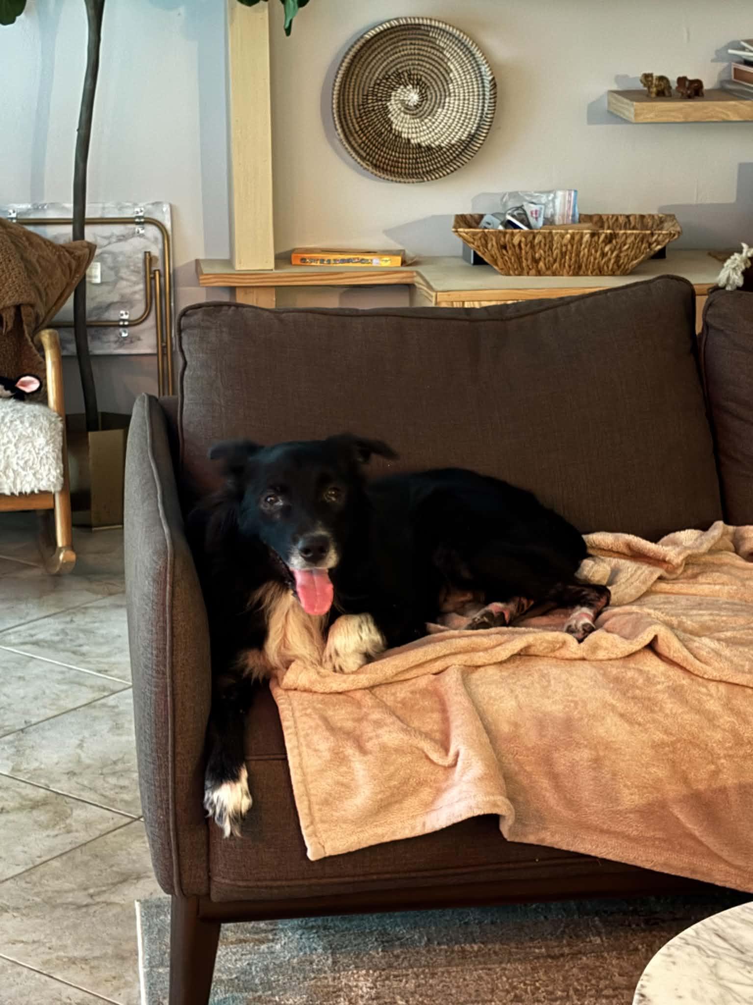 Astro, a Adoptable mixed breed in Bradenton, FL image 2/6
