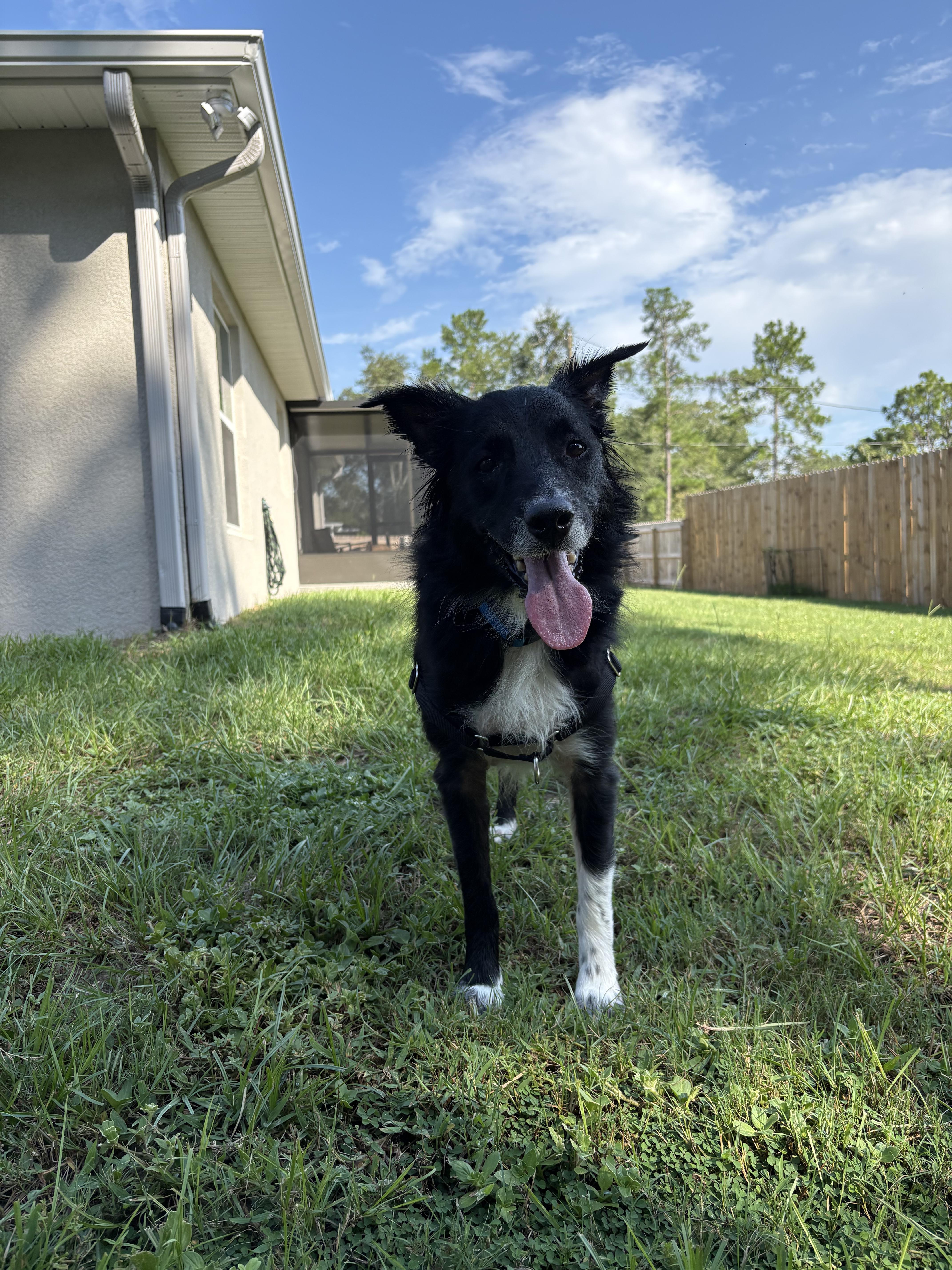 Astro, a Adoptable mixed breed in Bradenton, FL image 3/6