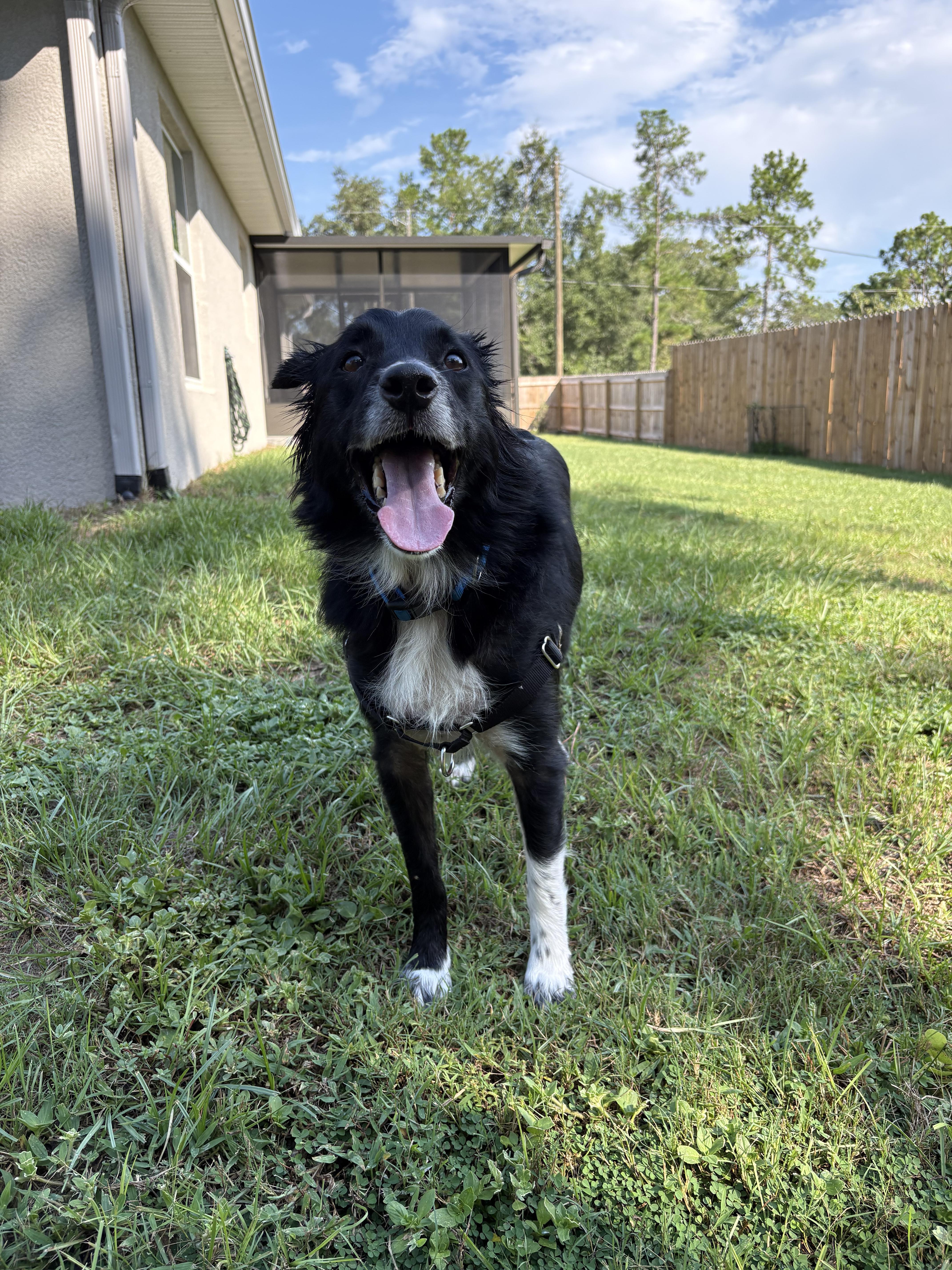 Astro, a Adoptable mixed breed in Bradenton, FL image 4/6
