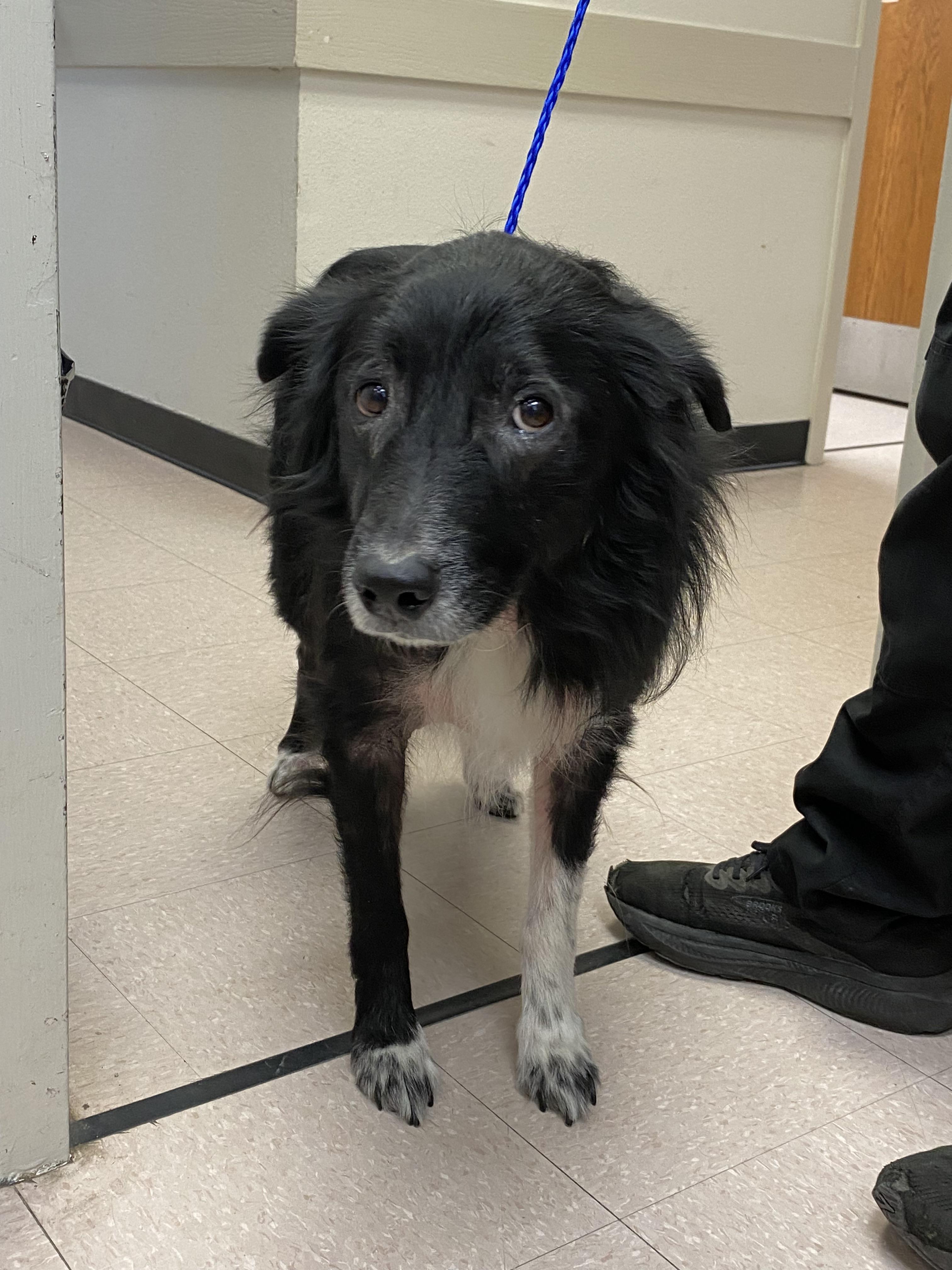 Astro, a Adoptable mixed breed in Bradenton, FL image 5/6