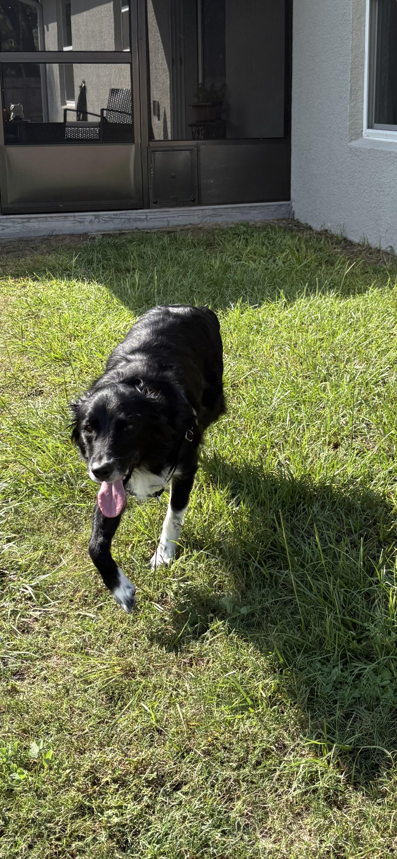 Astro, a Adoptable mixed breed in Bradenton, FL image 6/6