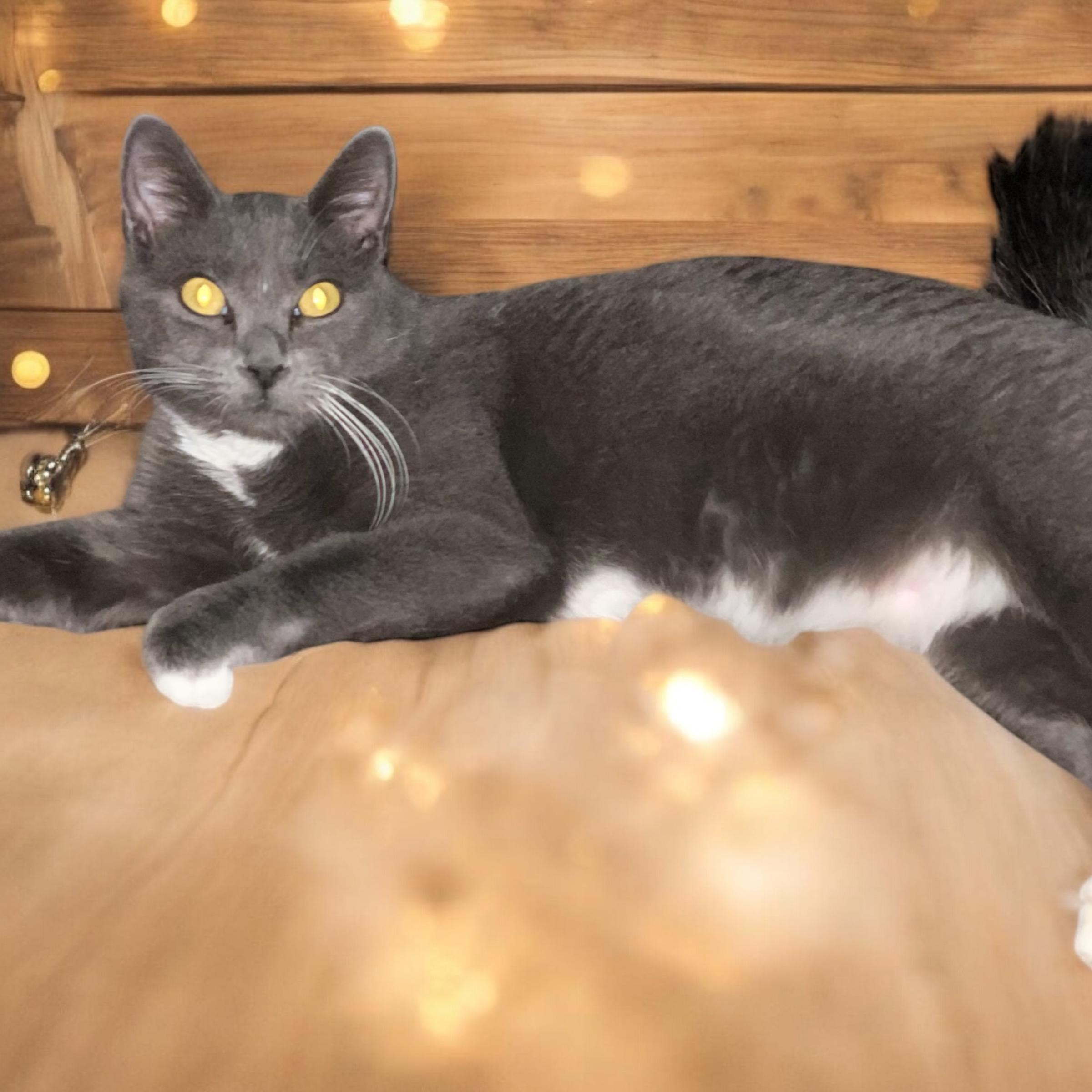 Enlarge Solara, a Adoptable Domestic Short Hair in El Cajon, CA image 1/1