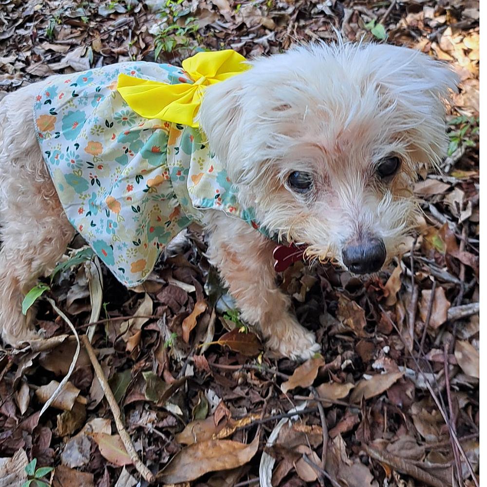 Enlarge Daisy, a Adoptable mixed breed in Orlando, FL image 1/5