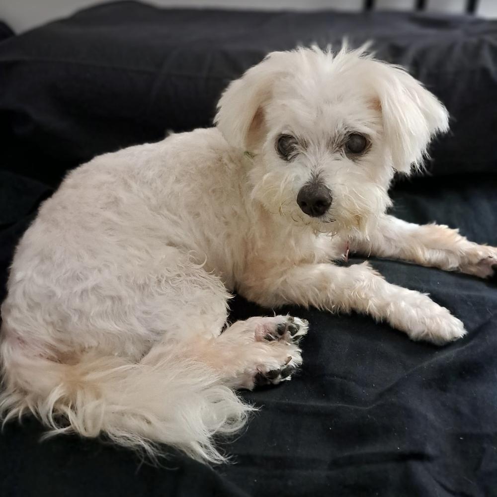 Daisy, Adoptable, Senior Female Maltese & Poodle.