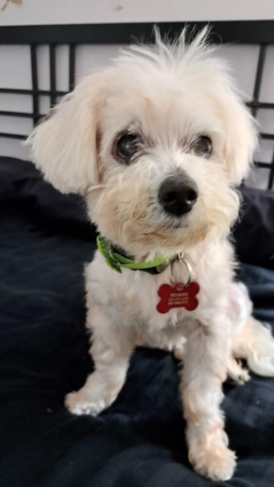 Daisy, a Adoptable mixed breed in Orlando, FL image 2/5